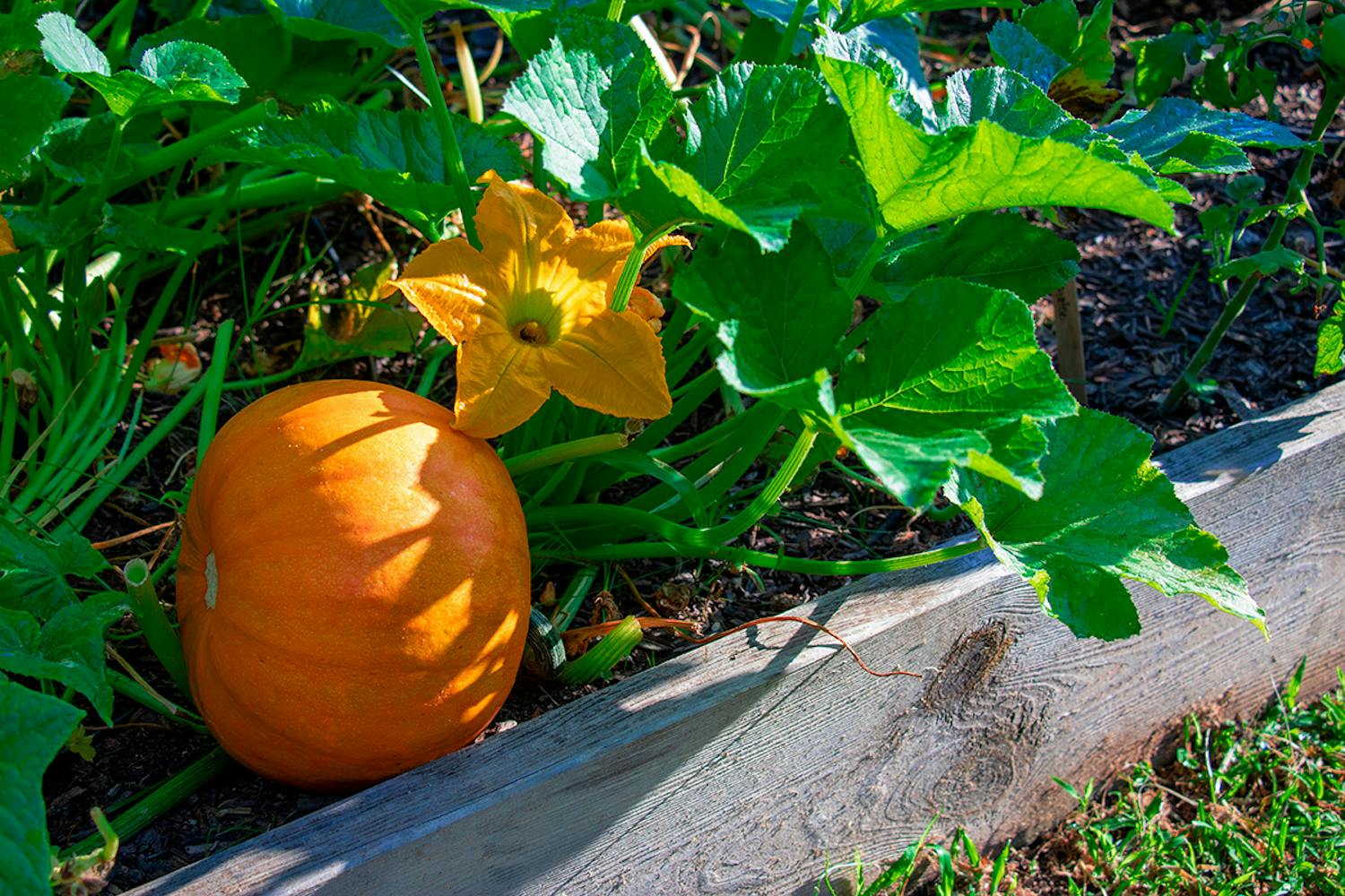 Gresskar Gresskar typer